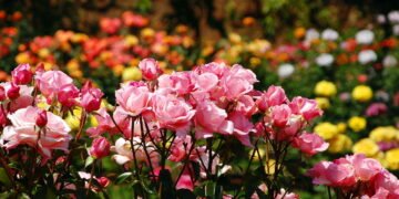 Passo a passo para ter roseiras sempre floridas em casa