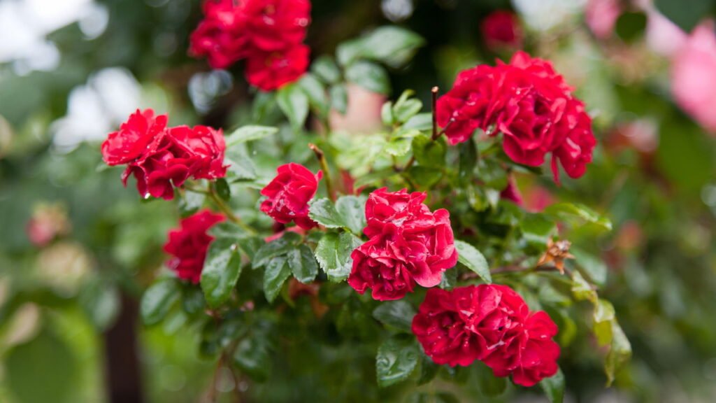 Passo a passo para ter roseiras sempre floridas em casa