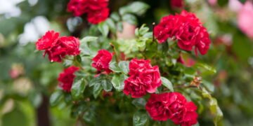 Passo a passo para ter roseiras sempre floridas em casa