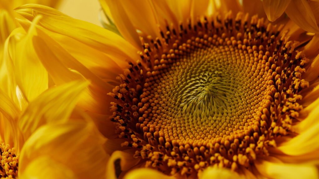 Conheça o segredo por trás do cultivo de girassóis e transforme seu quintal