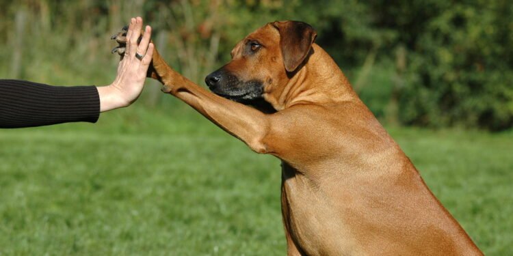 Você sabia que cães podem aliviar os sintomas de ansiedade e depressão?