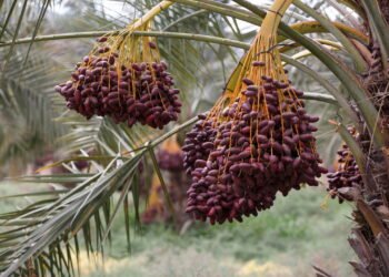 Saiba tudo para começar a plantar tâmaras em casa