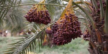 Saiba tudo para começar a plantar tâmaras em casa