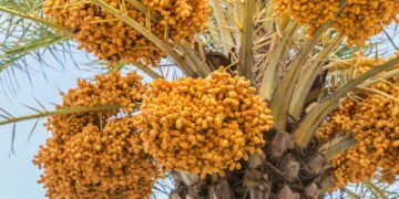 Saiba tudo para começar a plantar tâmaras em casa