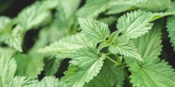 Conheça os benefícios da urtiga para sua saúde e veja como cultivar em casa