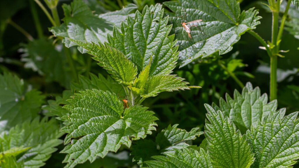 Conheça os benefícios da urtiga para sua saúde e veja como cultivar em casa