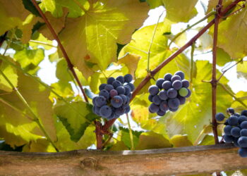 O segredo para plantar uva roxa que poucos conhecem