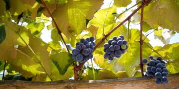 Você só precisa de sol, espaço e poda certa para ter uvas em casa