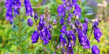 Plantas que parecem inofensivas, mas escondem um dos piores perigos para a saúde