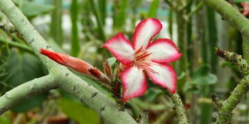 Aprenda a plantar rosa do deserto e fazer mudas em casa