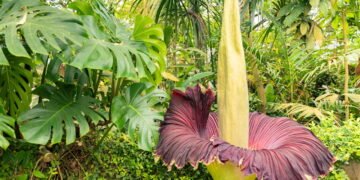 Essa flor é a mais fedida e rara do mundo só floresce uma vez na década