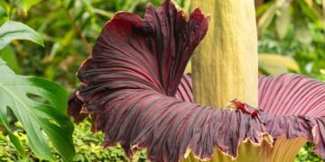 Essa flor é a mais fedida e rara do mundo só floresce uma vez na década