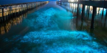 Cientistas descobrem fungo que brilha no escuro e se espalha pelo solo como teia