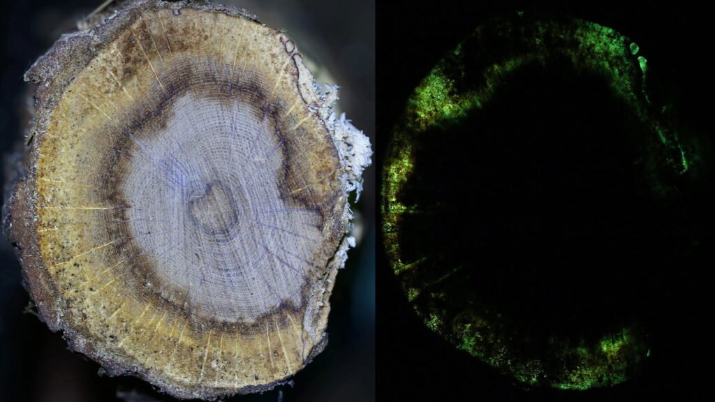 Cientistas descobrem fungo que brilha no escuro e se espalha pelo solo como teia