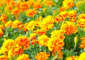 7 flores de verão de crescimento rápido que você começar a plantar agora