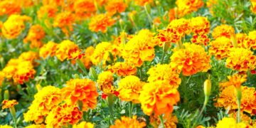 7 flores de verão de crescimento rápido que você começar a plantar agora