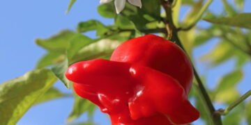 Como plantar pimenta dedo-de-moça e colher frutos picantes e aromáticos