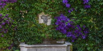 Essa flor é a trepadeira mais versátil para decorar jardins