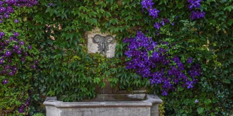 Essa flor é a trepadeira mais versátil para decorar jardins