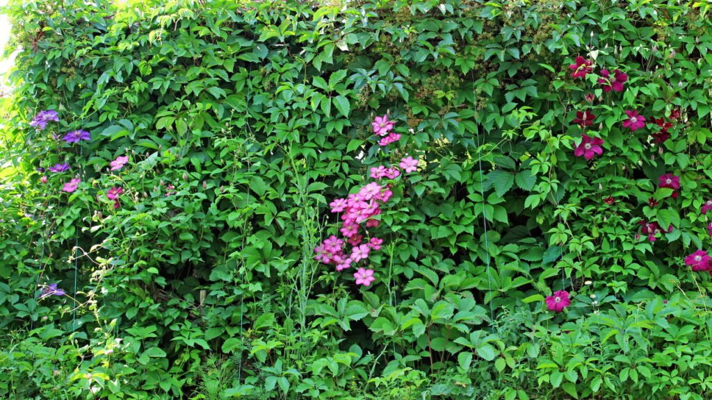 Essa flor é a trepadeira mais versátil para decorar jardins