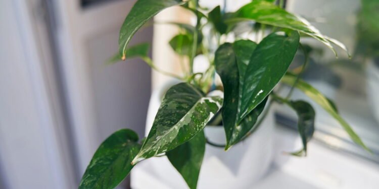 As plantas pendentes mais bonitas e eficientes para purificar o ar