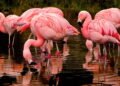 Por que os flamingos são cor-de-rosa e alguns perdem sua cor ao longo do tempo?