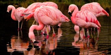 Por que os flamingos são cor-de-rosa e alguns perdem sua cor ao longo do tempo?