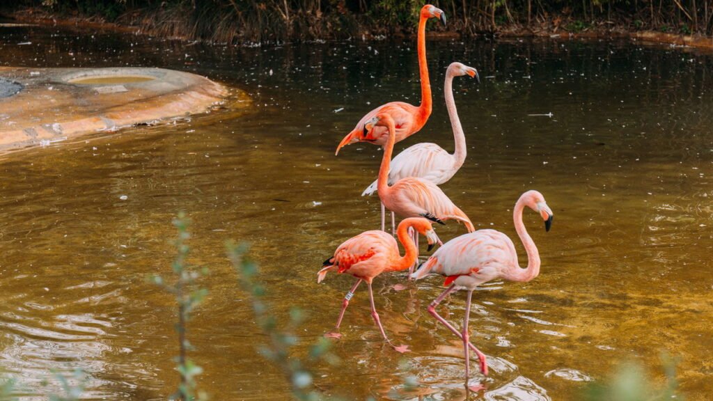 Por que os flamingos são cor-de-rosa e alguns perdem sua cor ao longo do tempo?