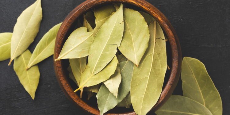 5 maneiras poderosas de usar louro para proteção e equilíbrio