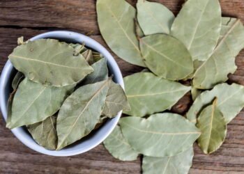 5 maneiras poderosas de usar louro para proteção e equilíbrio