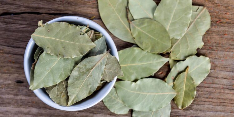 5 maneiras poderosas de usar louro para proteção e equilíbrio