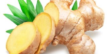 Como colher gengibre fresco direto da sua varanda com poucos cuidados