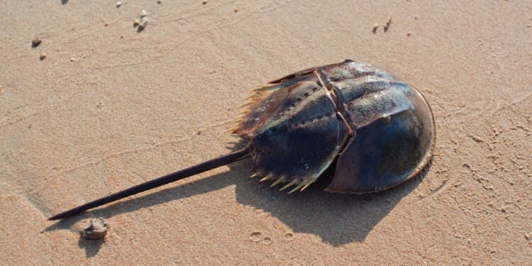 Esses animais são verdadeiros fósseis vivos que sobreviveram ao tempo e ainda habitam a Terra