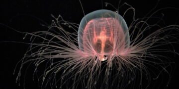 Existe um animal imortal? Cientistas estudam água-viva capaz de reverter o envelhecimento