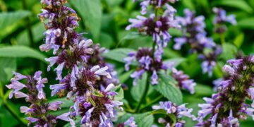 Flores que você pode cultivar em quase qualquer lugar para um jardim fácil e próspero