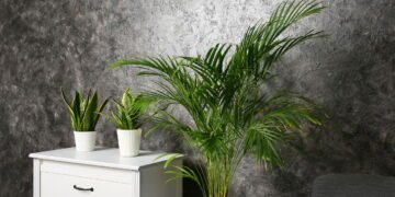 Quer ar limpo em casa? Estas plantas funcionam melhor que filtros