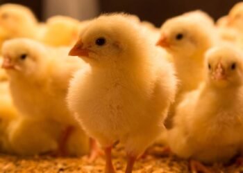 Pintinhos (filhotes de galinha)