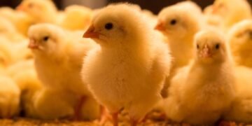 Pintinhos (filhotes de galinha)