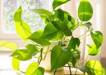 Planta que filtra o ar de casa em frente a janela iluminada pela luz do dia sobre a mesa