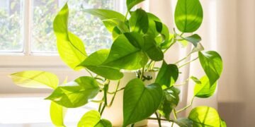 Planta que filtra o ar de casa em frente a janela iluminada pela luz do dia sobre a mesa