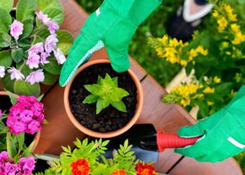 As plantas que crescem melhor em vasos e pouca manutenção
