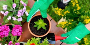 As plantas que crescem melhor em vasos e pouca manutenção