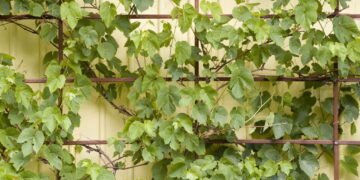 Estas trepadeiras vão deixar sua casa mais bonita e perfumada