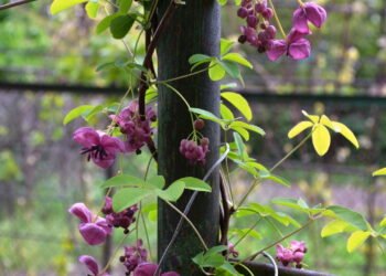 Estas trepadeiras vão deixar sua casa mais bonita e perfumada