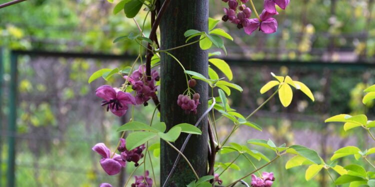 Plantas trepadeiras - Créditos: depositphotos.com / olg44391.yandex.ru