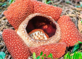Você conhece a maior flor do mundo? Ela fede tanto quanto carne podre