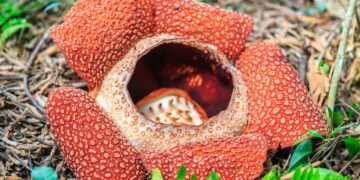 Você conhece a maior flor do mundo? Ela fede tanto quanto carne podre