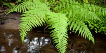 O que fazer para manter a samambaia sempre verde e bonita