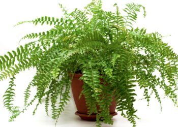 O que fazer para manter a samambaia sempre verde e bonita