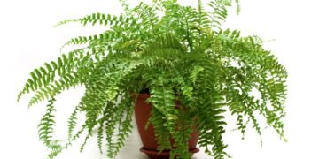 O que fazer para manter a samambaia sempre verde e bonita